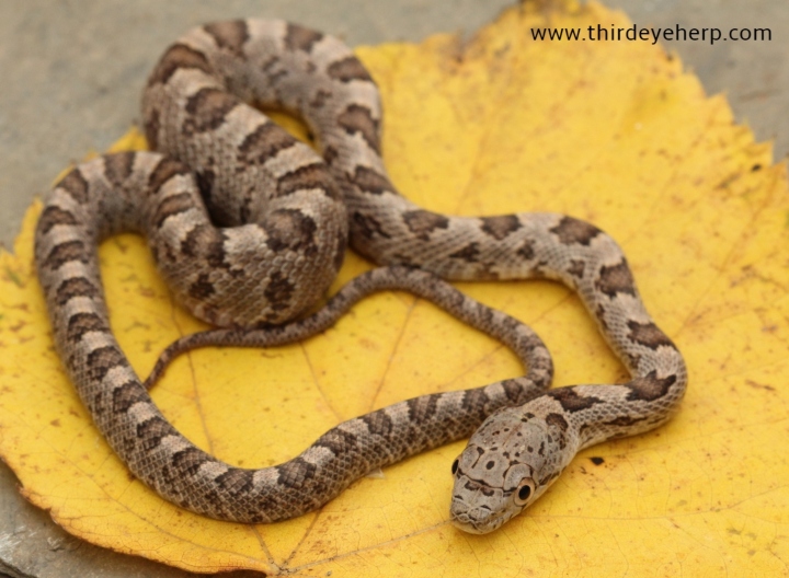 Yellow Rat Snake